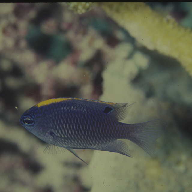 Pomacentrus indicus